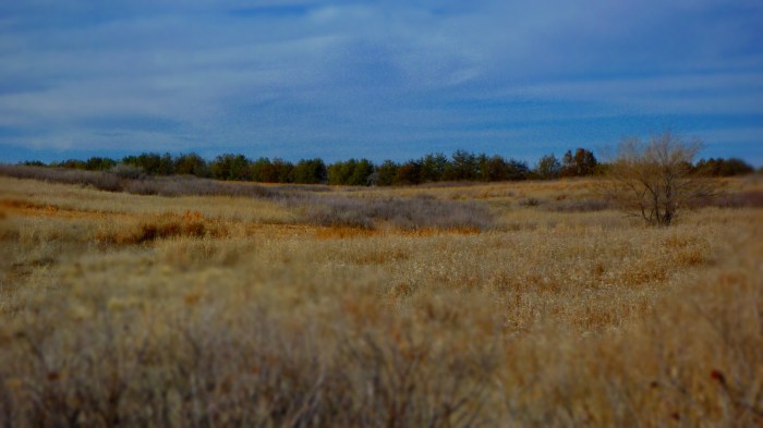 State Wildlife Area & Grazing Plot