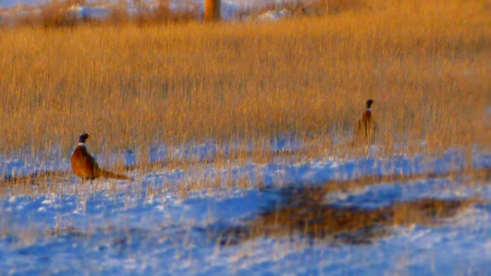 Pheasant Hunting Season