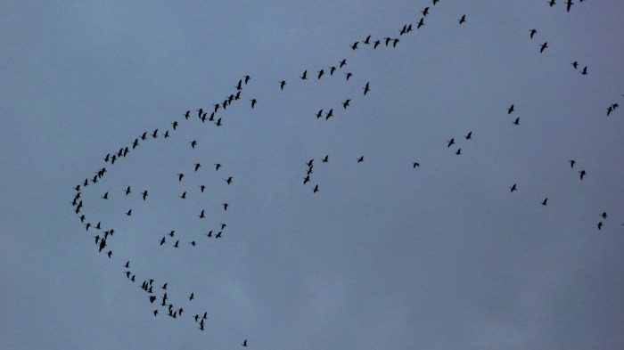 Geese Migrating