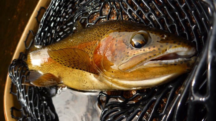 A close-up of a Rainbow Trout