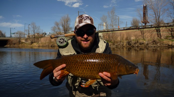A nice Carp took a custom tied fly