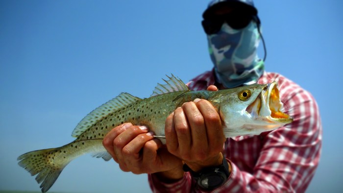 Speckled Trout from the Gulf Coast