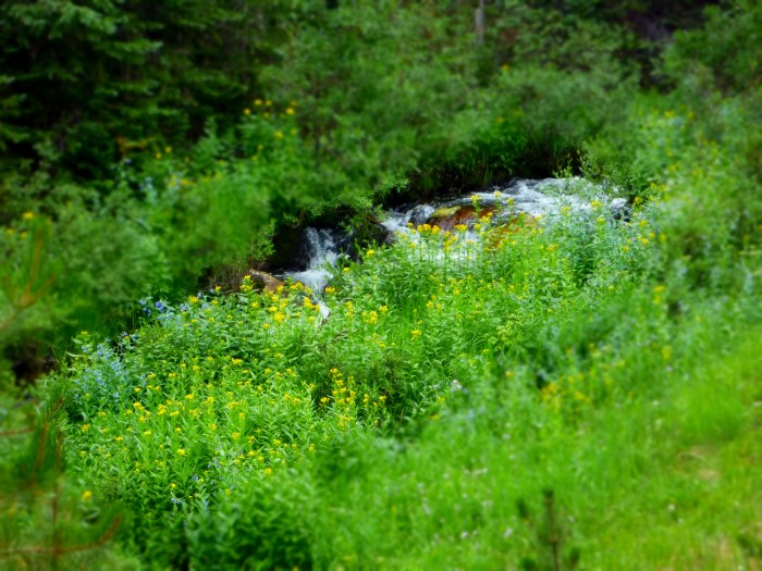 A creek is rushing down hill while we hike. This stream provided us with drinking water while on the hike.